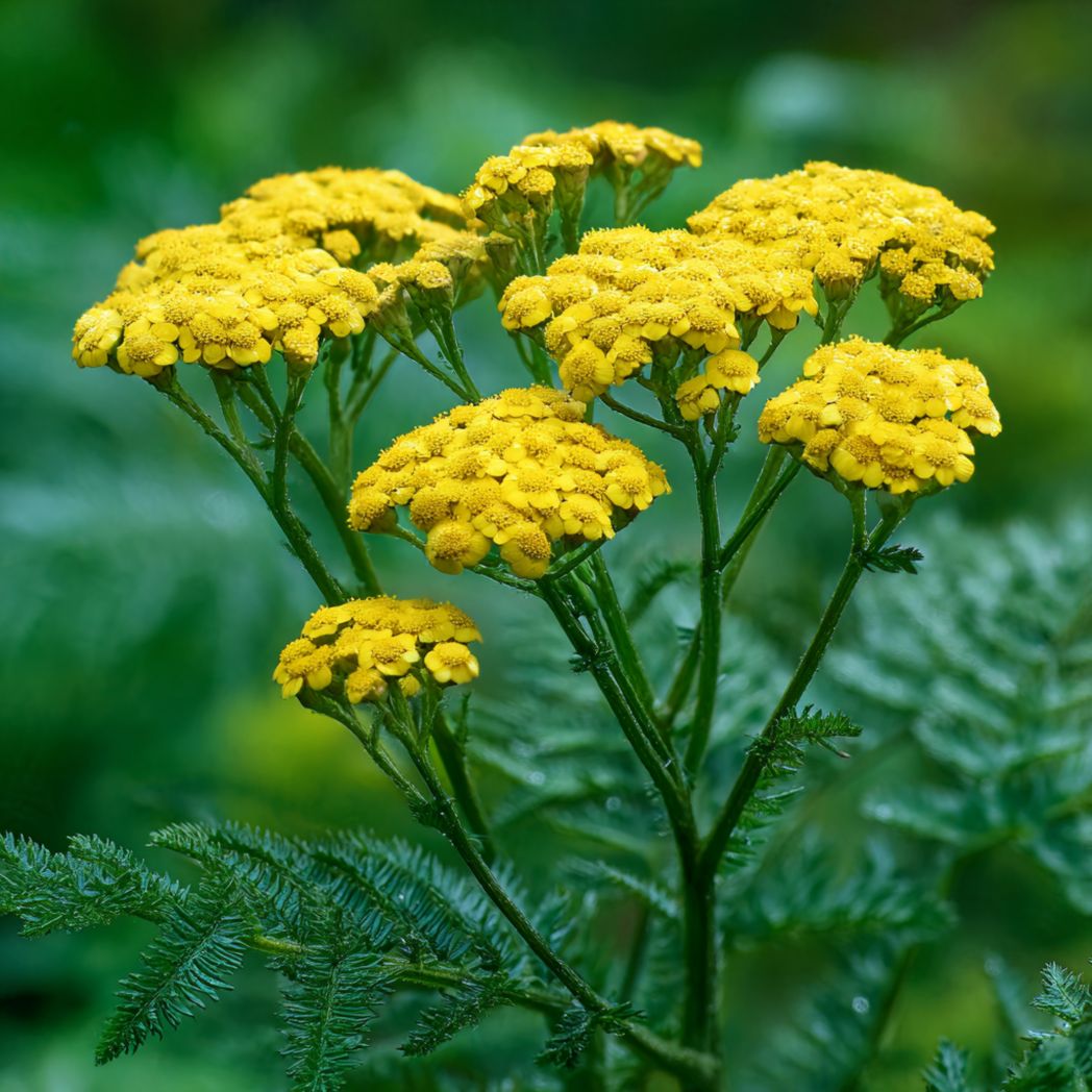 Tansy Flower Seeds (Yellow) — 200 Pcs-Trendsft