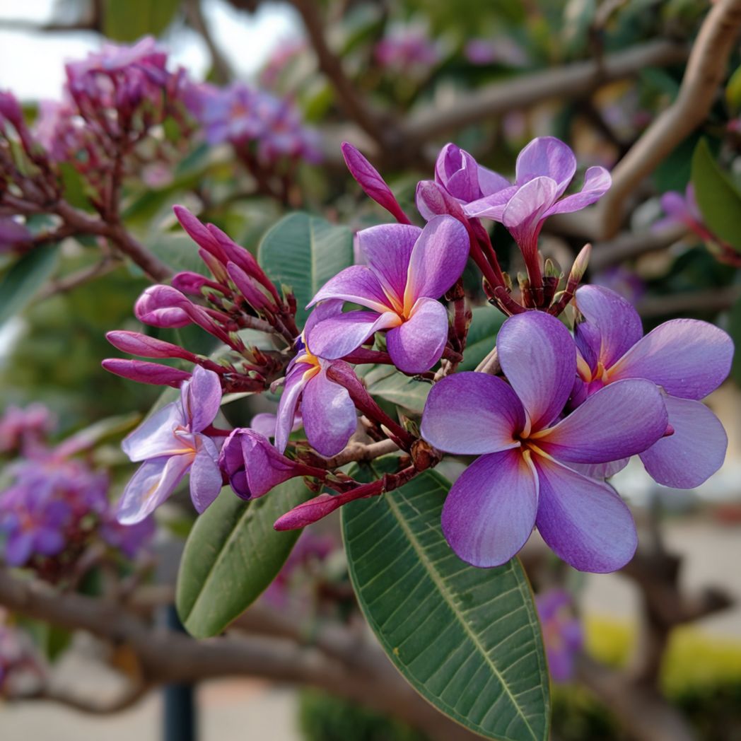 Plumeria (Frangipani) Seeds — Purple — 20 Pcs-Trendsft