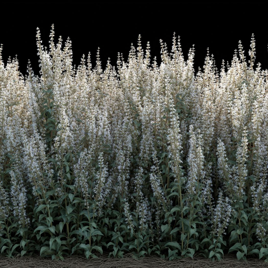 White Salvia (Meadow Sage) Seeds — 100 Pcs-Trendsft
