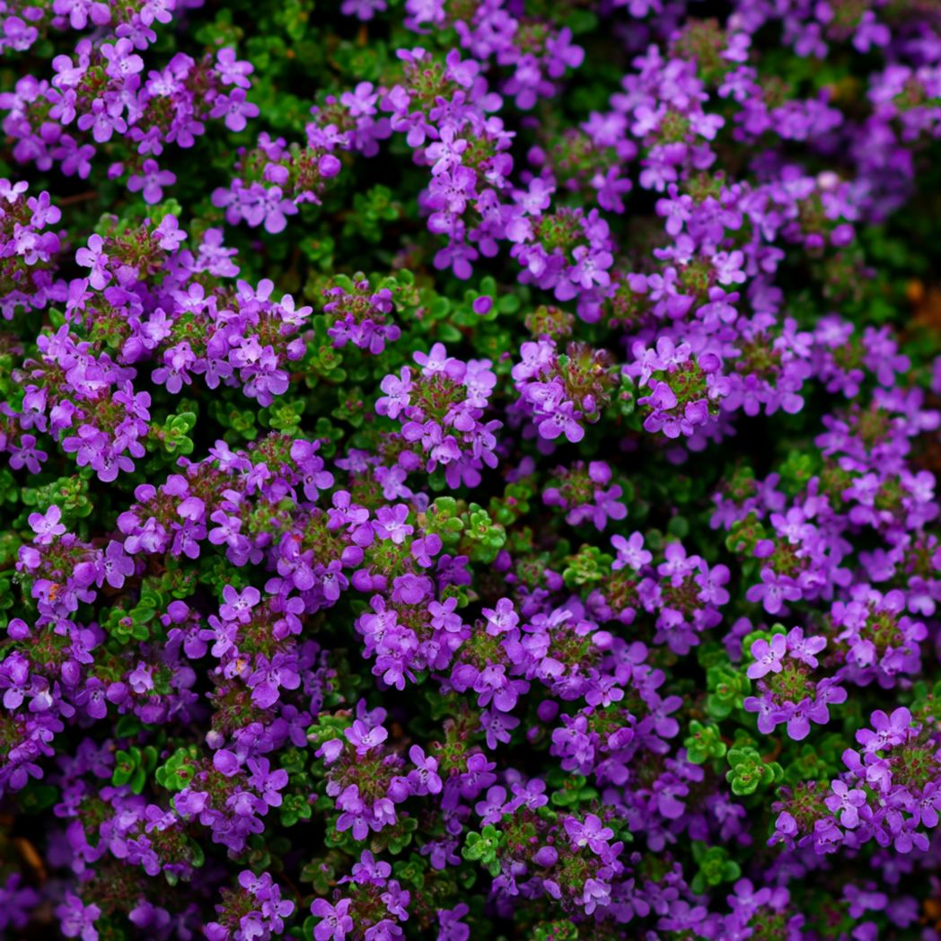 Creeping Thyme Seeds — Purple Groundcover — 5000 Pcs-Trendsft