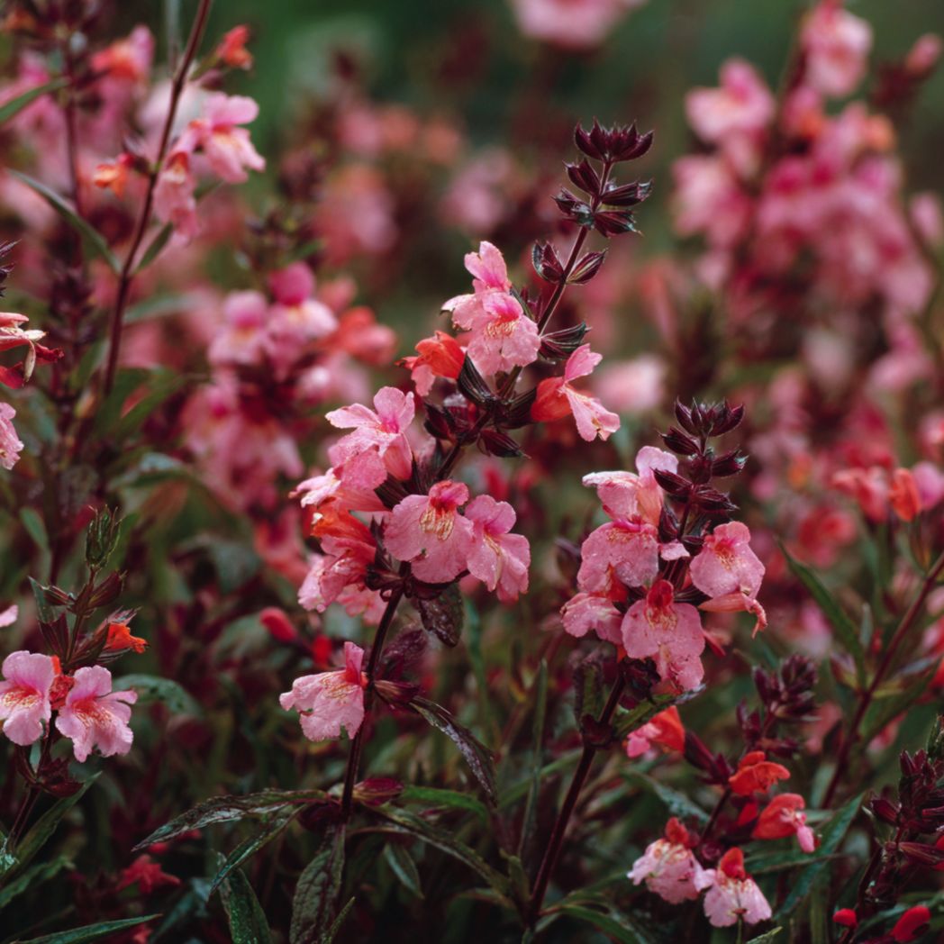 Sage (Salvia) Seeds — Pink — 25 Seeds-Ftcountrycp