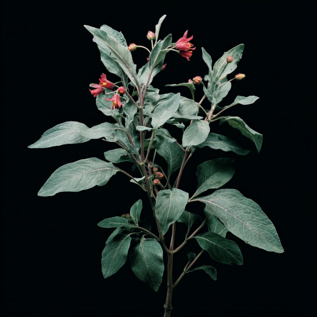 Flowering Herb Seeds — Red — 20 Seeds-Ftcountrycp