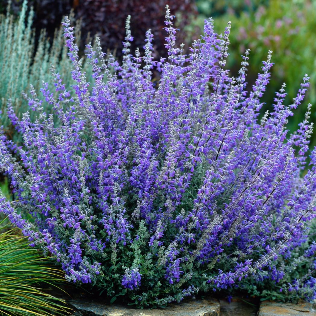 Russian Sage (Perovskia) Seeds — Purple — 200 Seeds-Ftcountrycp