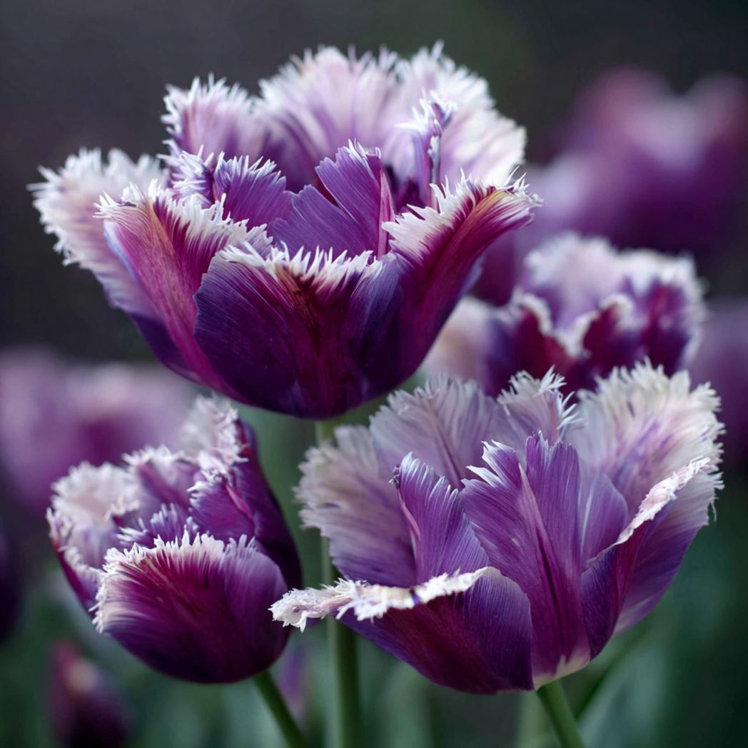 Fringed Tulip Seeds — Purple — 200 Seeds-Diamondftinc