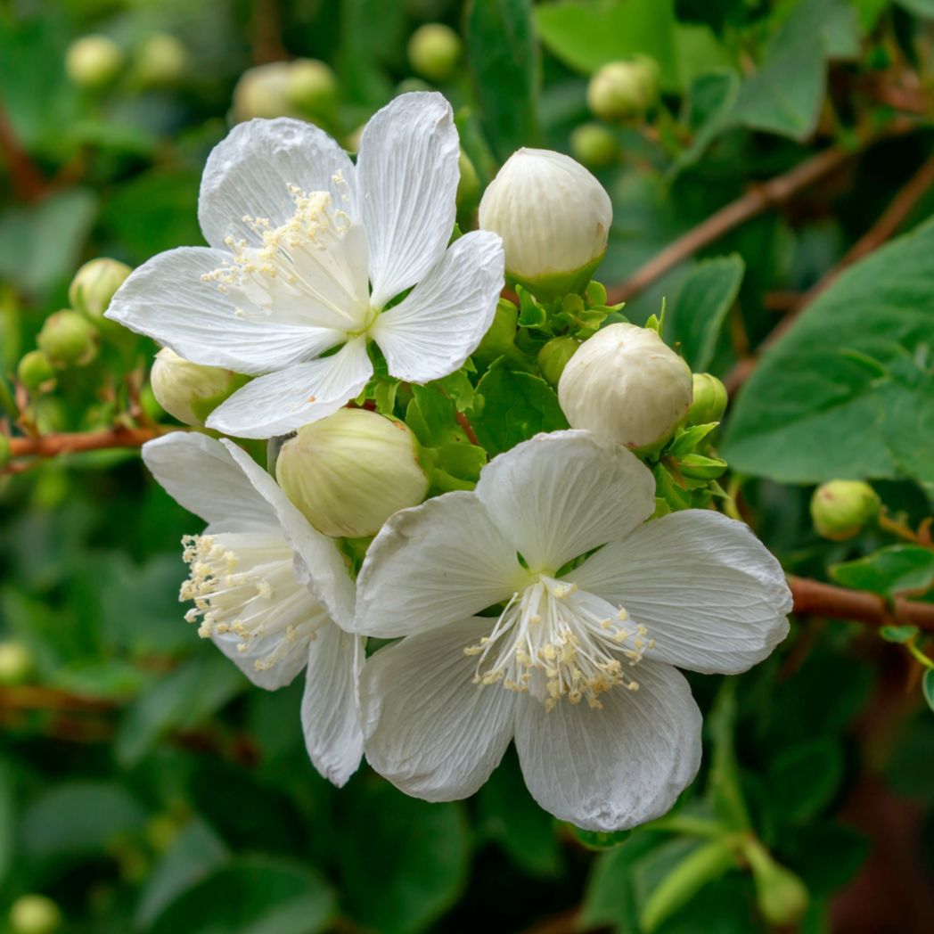 Jasmine Seeds — White — 200 Seeds-Diamondftinc