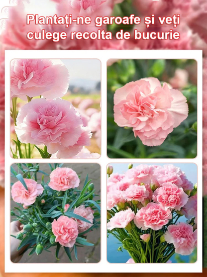 ✨【Egész évben virágzó】Luxusparfüm illat tölti be az egész házat, amikor kinyílik.Évelő növény，Gondozást alig igényel, Virágzása még a legszebb rózsánál is pompázatosabb🌹