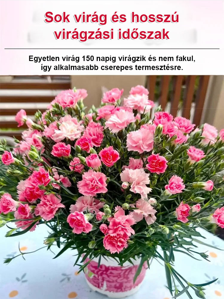 ✨【Egész évben virágzó】Luxusparfüm illat tölti be az egész házat, amikor kinyílik.Évelő növény，Gondozást alig igényel, Virágzása még a legszebb rózsánál is pompázatosabb🌹