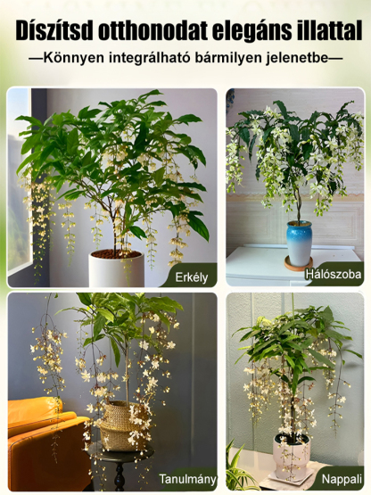 [Messze terjed az illat] Erősen illatos, lógó jázminmagok