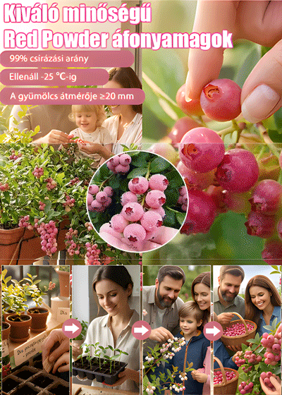 ✨[Gyönyörű és finom]Ültessen el még ugyanabban a hónapban, és élvezze az édes és lédús áfonyát!🏡