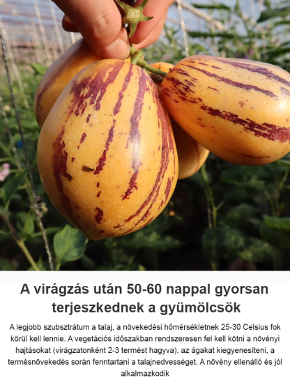 Cukor- és vérnyomáscsökkentő tejes sárga húsú bonsai ginzeng gyümölcs