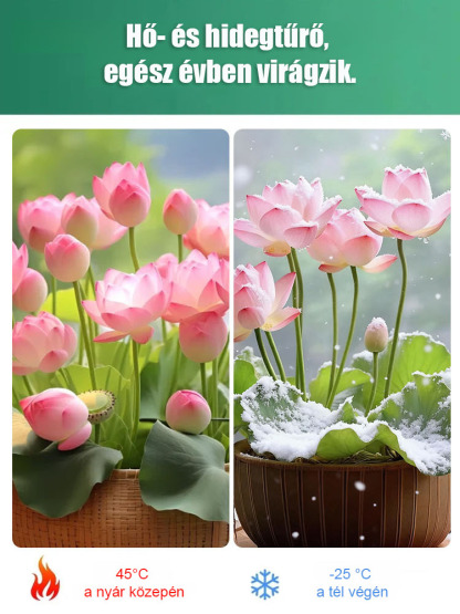 ✨Egész évben zöldell, élettartama rendkívül hosszú，töltés nélküli légtisztító. Az aroma elsöprő