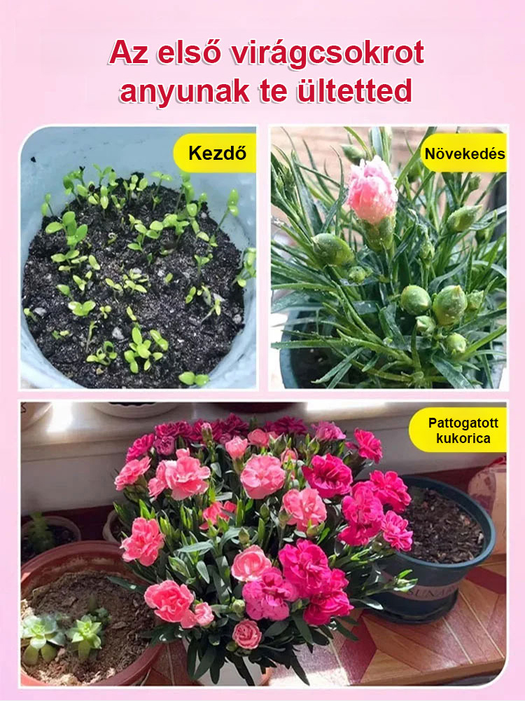 ✨【Egész évben virágzó】Luxusparfüm illat tölti be az egész házat, amikor kinyílik.Évelő növény，Gondozást alig igényel, Virágzása még a legszebb rózsánál is pompázatosabb🌹