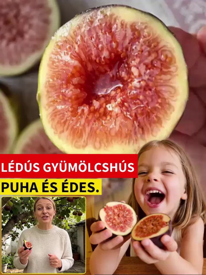 Prémium fügemag, 2 hónap alatt gyümölccsel – balkonon, cserépben vagy kertben is termeszthető