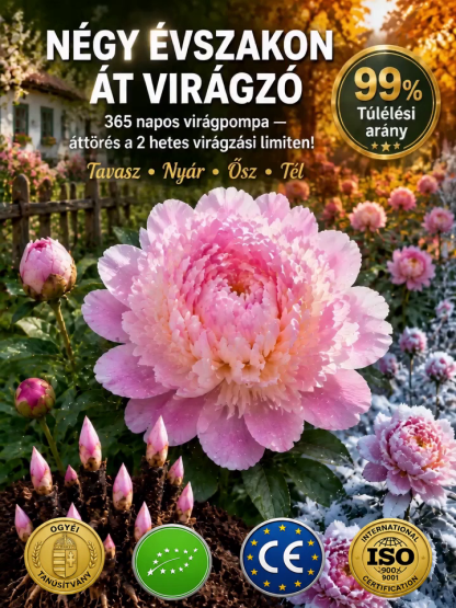 🐝Egyszer ülteted, évről évre virágzik!Bírja a -20 °C fagyot és a 40 °C hőséget，🌺Szebb, mint a rózsa,illatosabb, mint a parfüm! 
