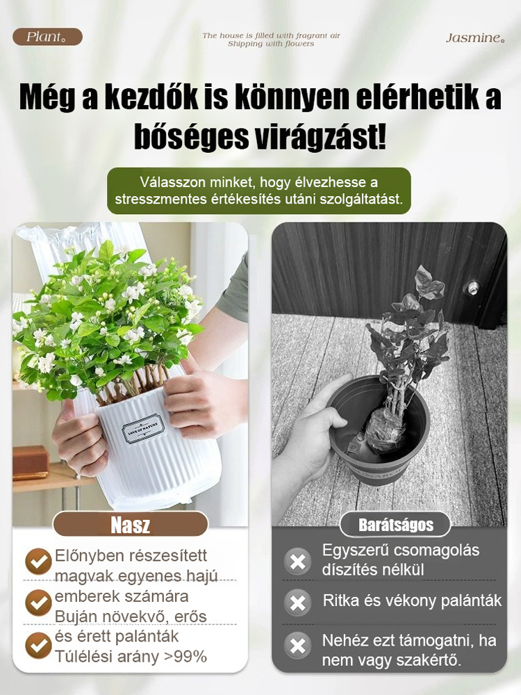 🌸Gazdag illatú és telt virágú jázminmagok.✨Egész évben ültethető, Antioxidáns hatású Stresszoldás