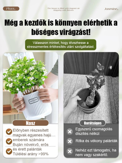 🌸Gazdag illatú és telt virágú jázminmagok.✨Egész évben ültethető, Antioxidáns hatású Stresszoldás