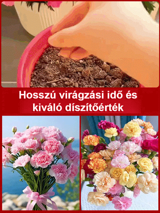 ✨【Egész évben virágzó】Luxusparfüm illat tölti be az egész házat, amikor kinyílik.Évelő növény，Gondozást alig igényel, Virágzása még a legszebb rózsánál is pompázatosabb🌹