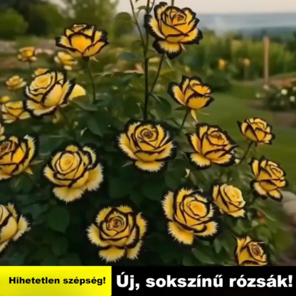 🌹A Tűzmadár rózsa – otthonod a falu legirigyeltebb helye lesz!Lenyűgözőbb, mint a klasszikus rózsák – illata intenzívebb, mint a legdrágább parfüm