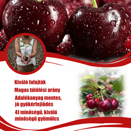 🍒Hatalmas, édes gyümölcs – antocianinokban gazdag, egészséges és finom cseresznyék. ​​Ültess egyszer – szüretelj évtizedekig!