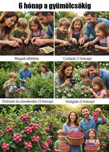 ✨[Gyönyörű és finom]Ültessen el még ugyanabban a hónapban, és élvezze az édes és lédús áfonyát!🏡