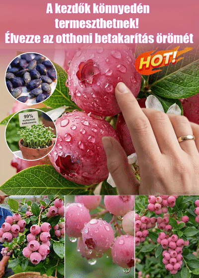 ✨[Gyönyörű és finom]Ültessen el még ugyanabban a hónapban, és élvezze az édes és lédús áfonyát!🏡