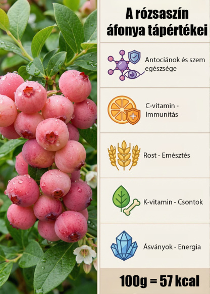 ✨[Gyönyörű és finom]Ültessen el még ugyanabban a hónapban, és élvezze az édes és lédús áfonyát!🏡