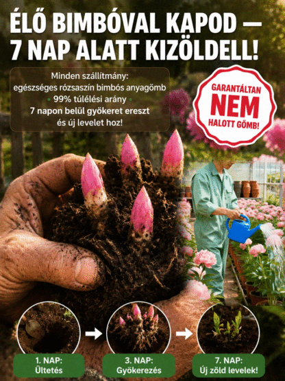 🐝Egyszer ülteted, évről évre virágzik!Bírja a -20 °C fagyot és a 40 °C hőséget，🌺Szebb, mint a rózsa,illatosabb, mint a parfüm! 