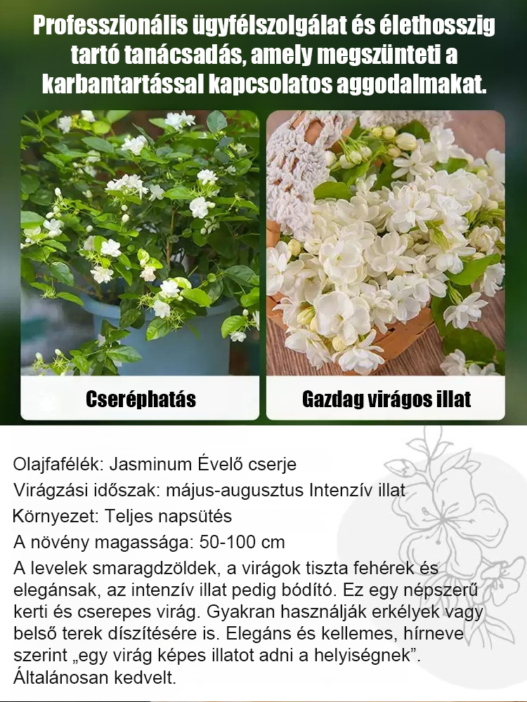 🌸Gazdag illatú és telt virágú jázminmagok.✨Egész évben ültethető, Antioxidáns hatású Stresszoldás