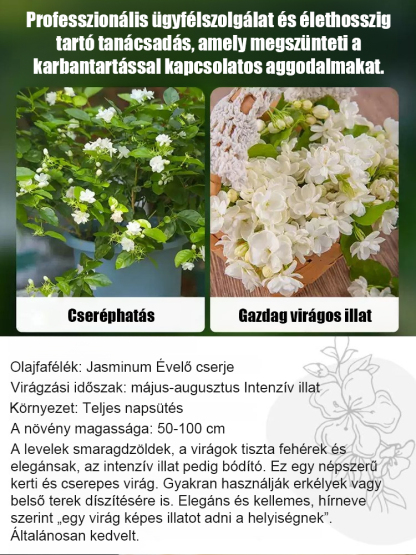 🌸Gazdag illatú és telt virágú jázminmagok.✨Egész évben ültethető, Antioxidáns hatású Stresszoldás