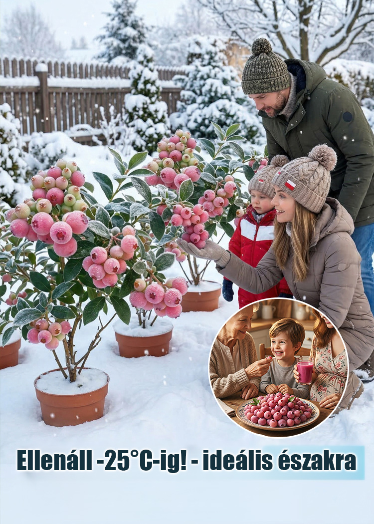 ✨[Gyönyörű és finom]Ültessen el még ugyanabban a hónapban, és élvezze az édes és lédús áfonyát!🏡