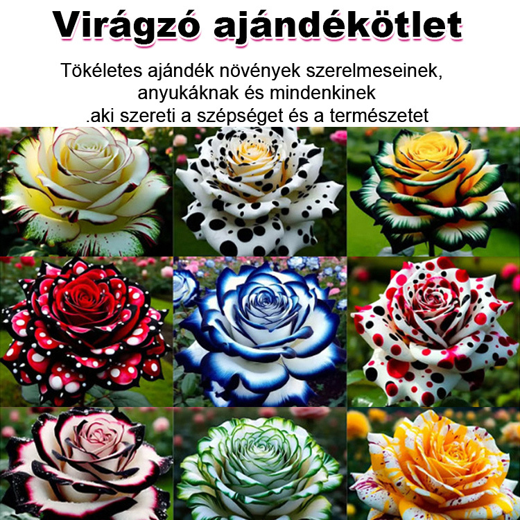 🌹A Tűzmadár rózsa – otthonod a falu legirigyeltebb helye lesz!Lenyűgözőbb, mint a klasszikus rózsák – illata intenzívebb, mint a legdrágább parfüm