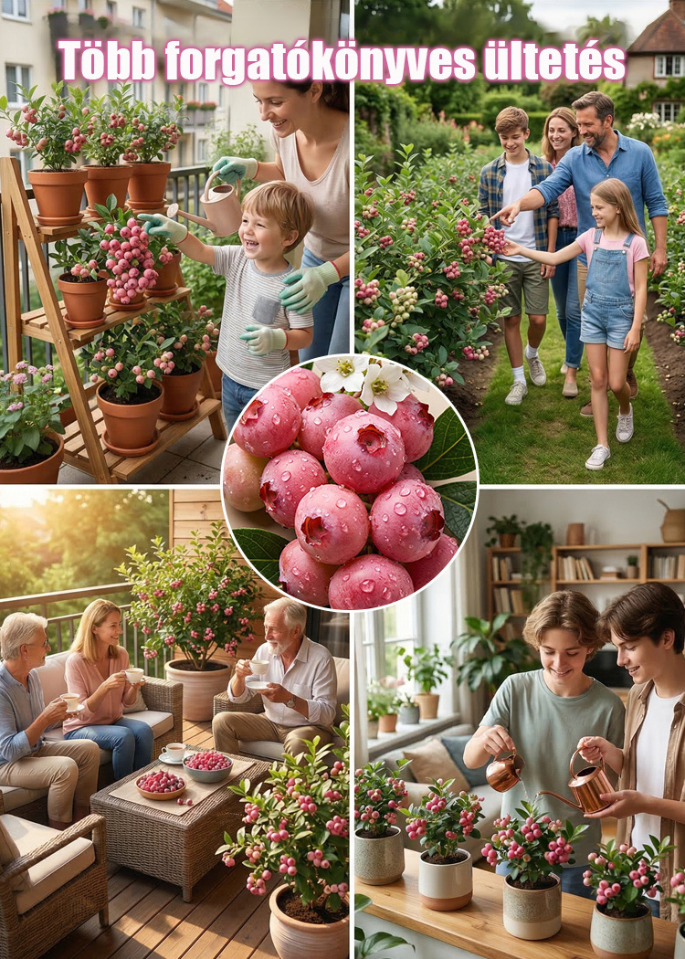 ✨[Gyönyörű és finom]Ültessen el még ugyanabban a hónapban, és élvezze az édes és lédús áfonyát!🏡