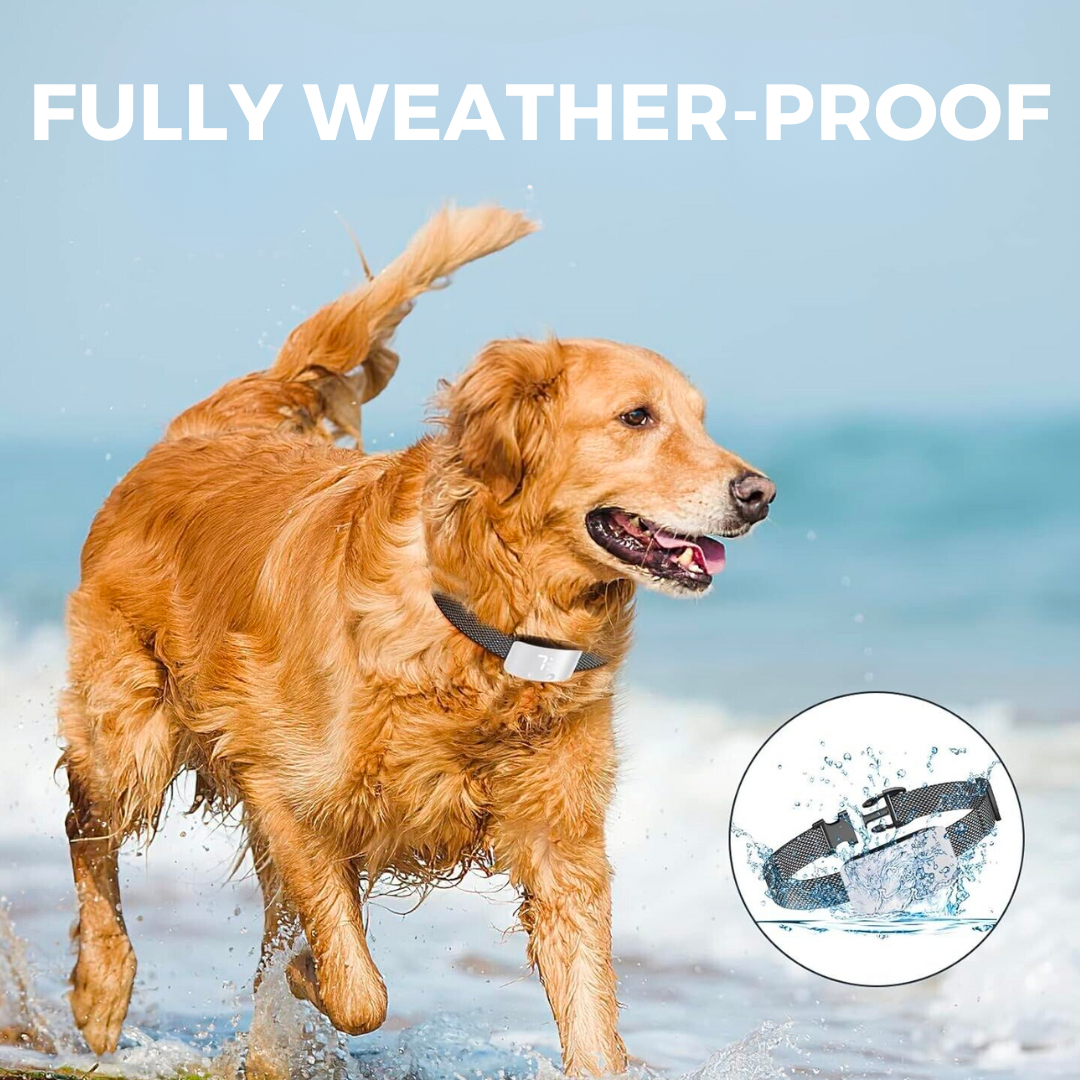 Your Simple Solution to the Barking Madness