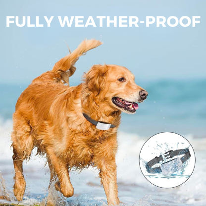 Your Simple Solution to the Barking Madness