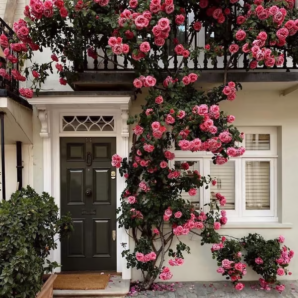 🌹【REPEATED FLOWERING】🌹CLIMBING ROSE SEEDS - HAPPINESS INCREASES