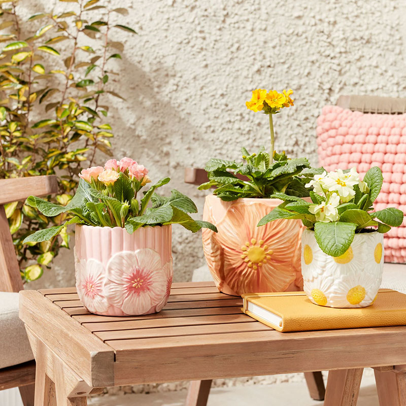 Flower Potted Plants