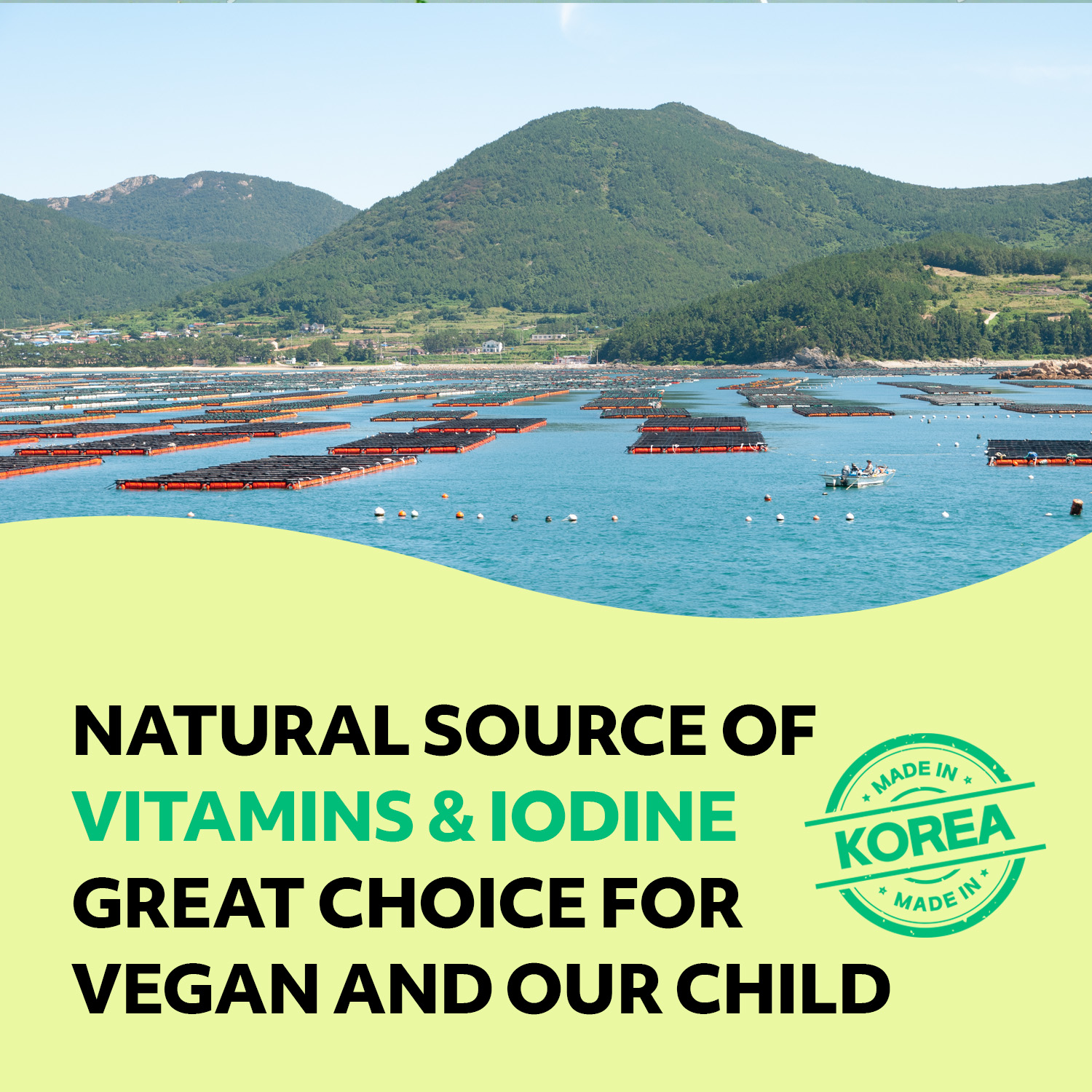 NORI LAND Roasted Seaweed Snack 6 Convenient Packs (0.14oz Each) (Olive Oil)