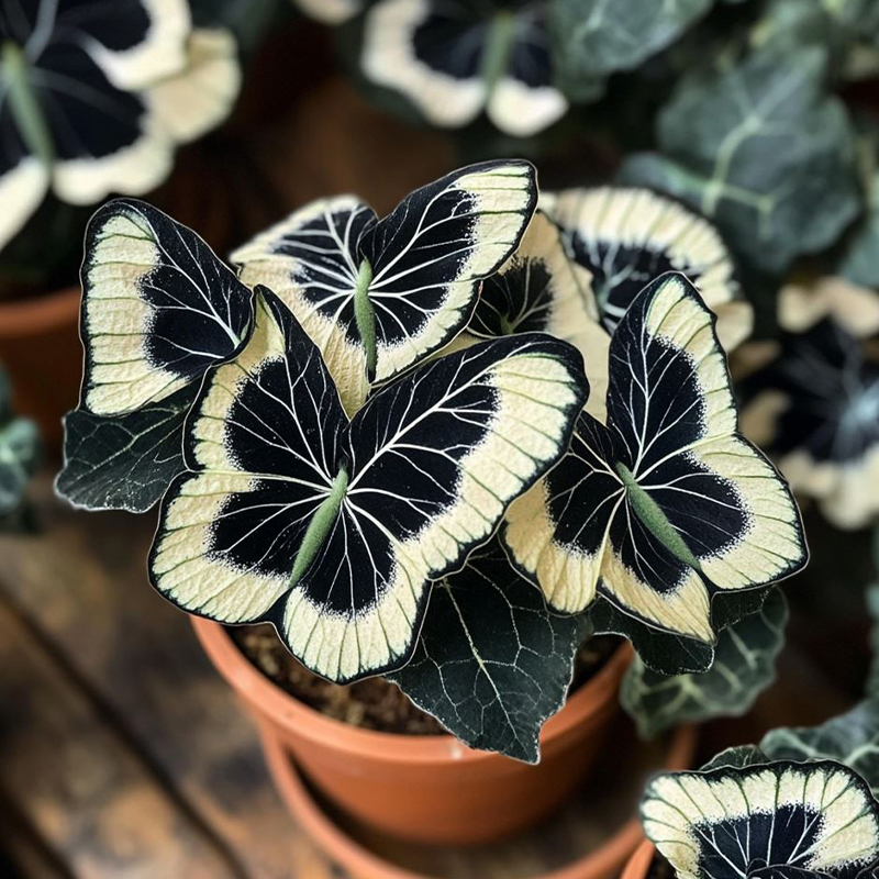 отглеждане 🦋Лунна пеперуда Бегония семе