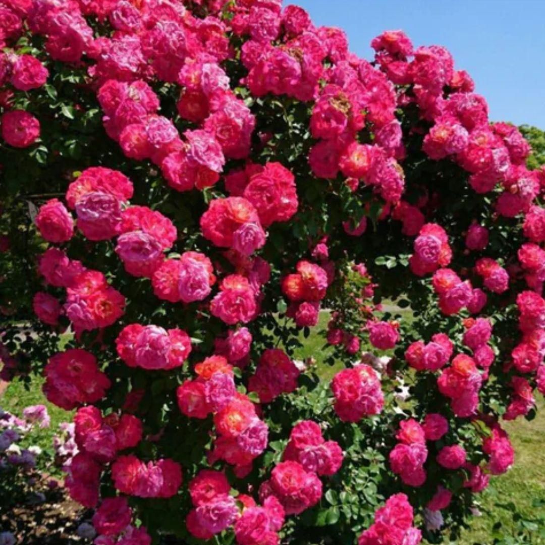 Big Bloom Rose Seeds – Any Place, Any Season（Buy 1 get 1 free）