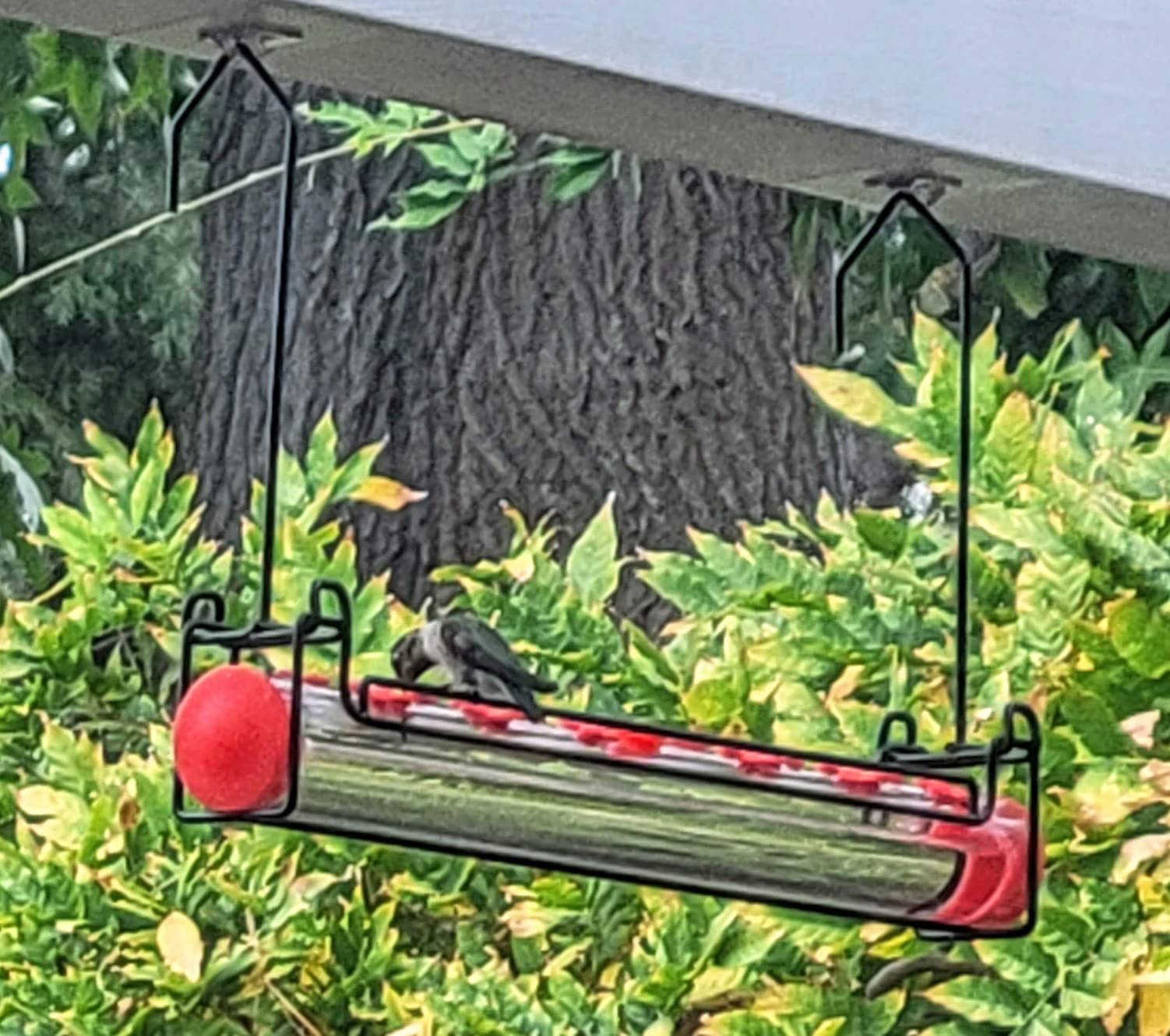 Unique Design Allows Multiple Hummingbirds to Feed At Once