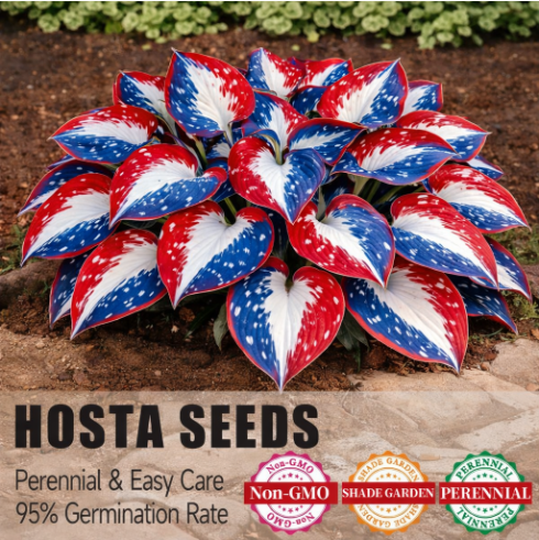 (🔥Celebrate America’s 250th - 49% OFF)🌱Premium Rare Hosta Seeds🌿Shade-Tolerant Plant