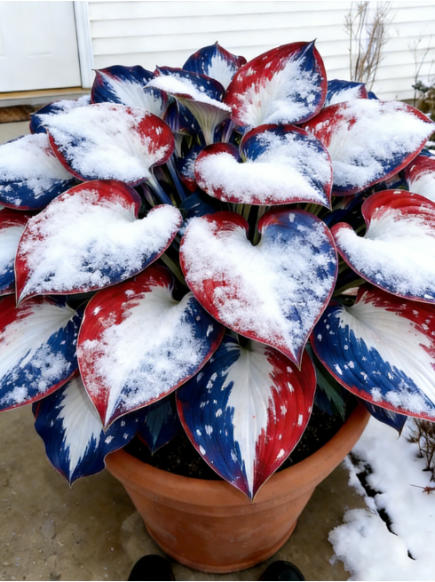 (🔥Celebrate America’s 250th - 49% OFF)🌱Premium Rare Hosta Seeds🌿Shade-Tolerant Plant