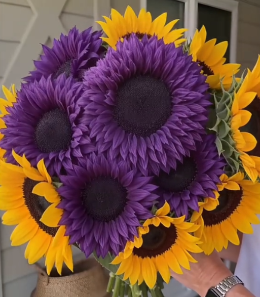Sunflower Seeds for Planting