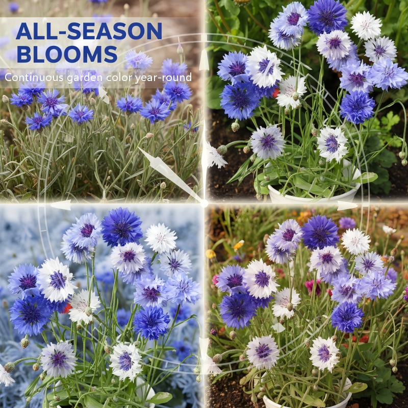 All-Season Blooming Cornflower Seeds for Gardens