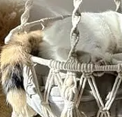  Cat Hammock Bed in Cotton White 