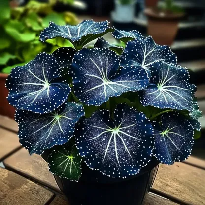 🌟 Midnight Begonia – A Radiant Addition to Your Home! 🌟