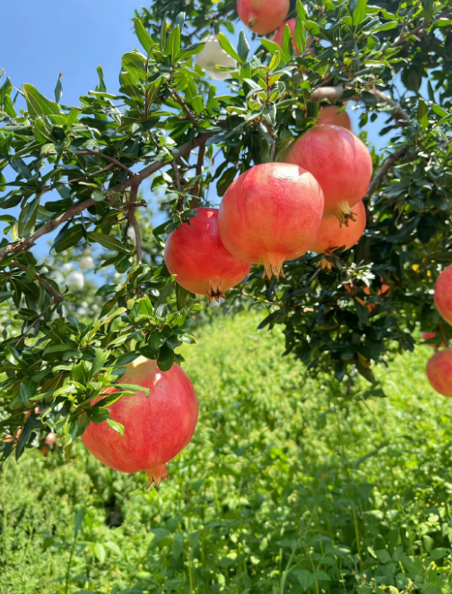 🍎 Granat – owoc liczący 5000 lat, pełen rubinów