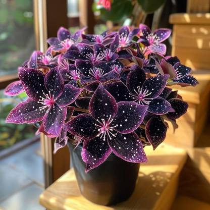 🌟 Midnight Begonia – A Radiant Addition to Your Home! 🌟