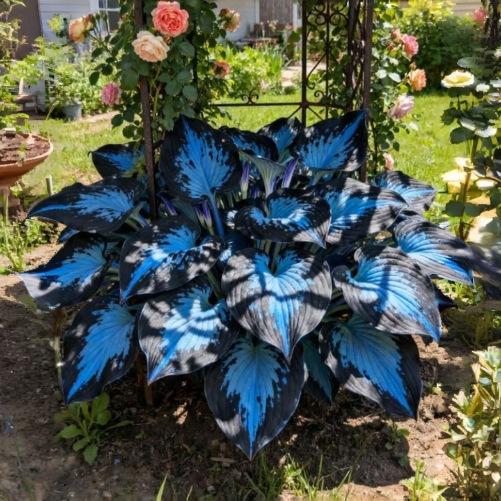 💥–65% 🌌 Midnight Blue Heart Hosta | Luxusná rastlina do tieňovej záhrady