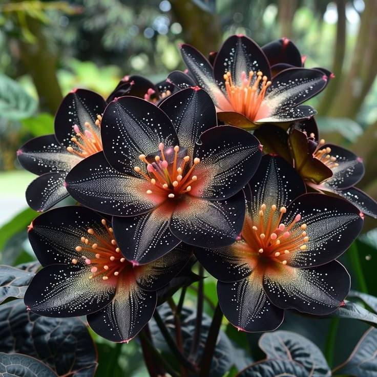 🌟 Midnight Begonia – A Radiant Addition to Your Home! 🌟